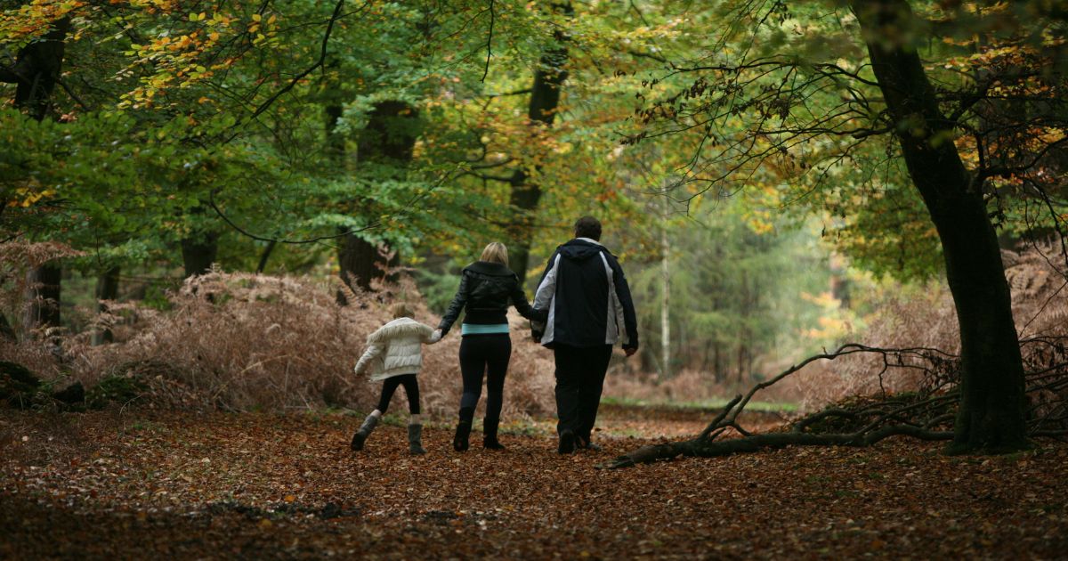 Family Friendly Activities in the New Forest